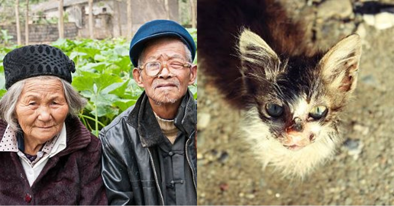 Kinupkop at Inalagaan ng Mag-asawa ang Galising Pusa; Magandang Kinabukasan Pala ang Hatid Nito sa Kanila
