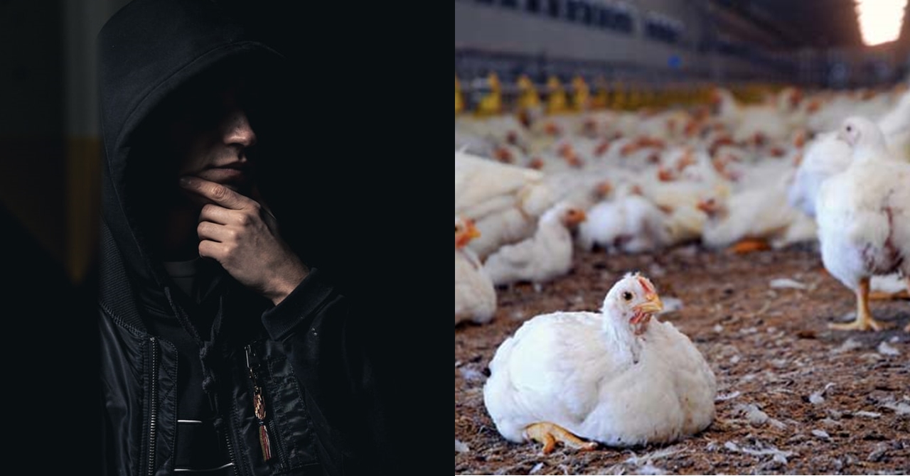 Palagi na Lamang Nagkukulang ang mga Manok na Binebenta ni Manong; Nakaisip Siya ng Paraan Upang Mahuli ang Salarin