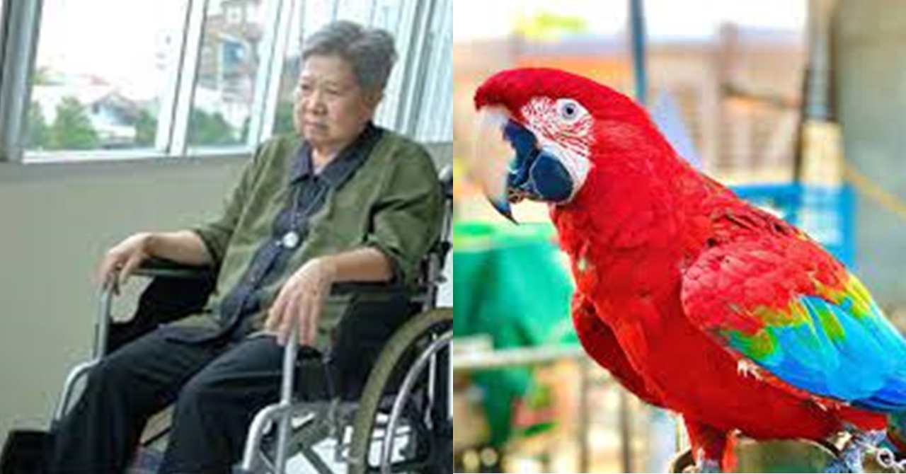 Niregaluhan Niya ng Parrot ang Kaniyang Lola; Iyon pa pala ang Magliligtas ng Buhay Nito